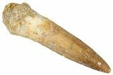 Fossil Spinosaurus Tooth - Real Dinosaur Tooth #269209-1